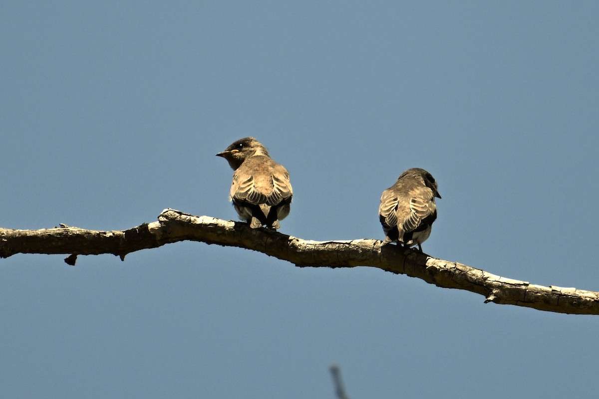 Northern Rough-winged Swallow - ML620593797
