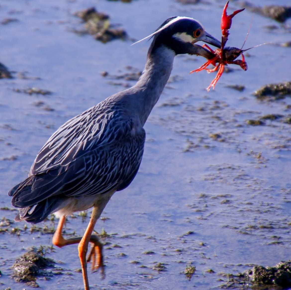 Yellow-crowned Night Heron - ML620593800