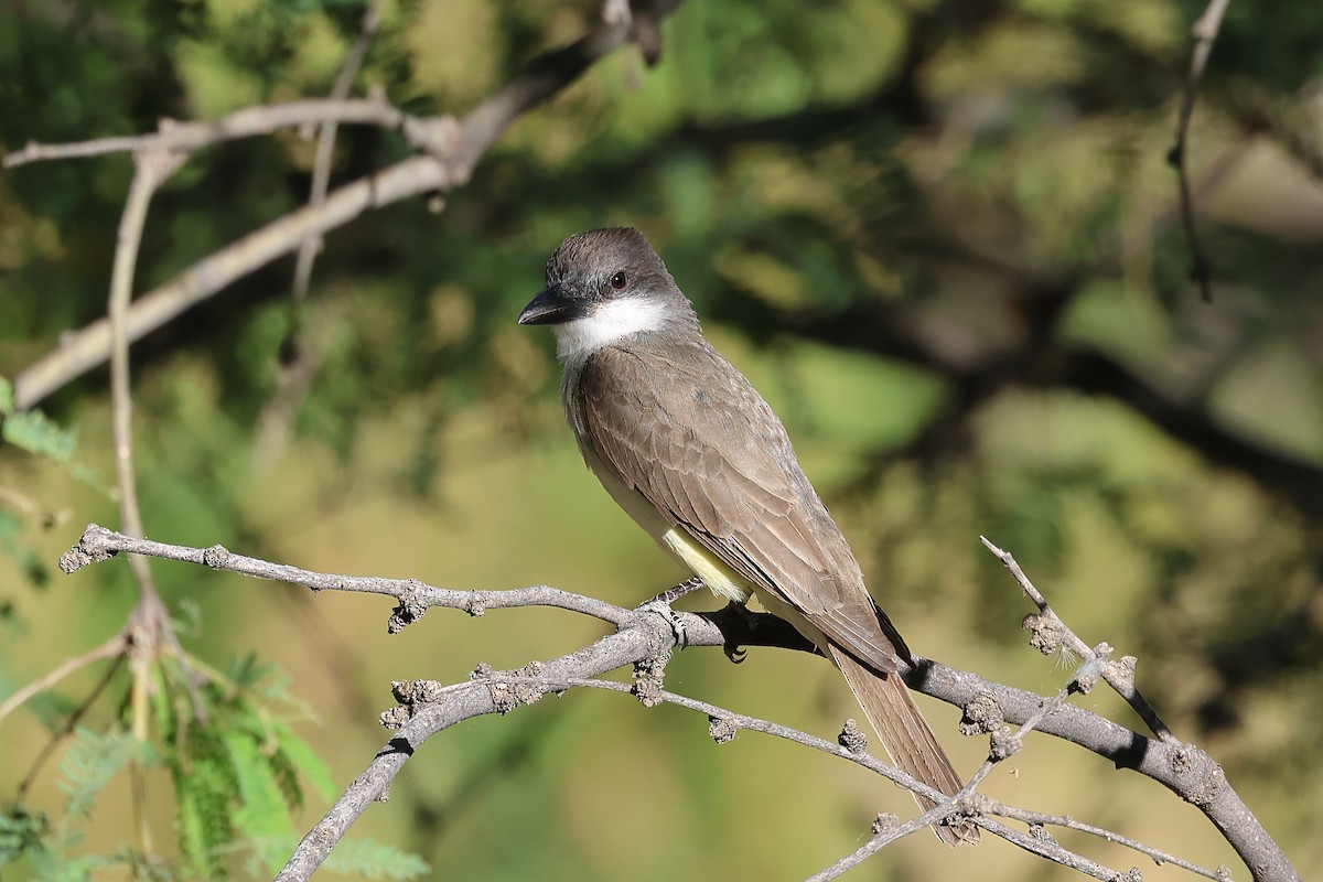 Thick-billed Kingbird - Andrew Lee