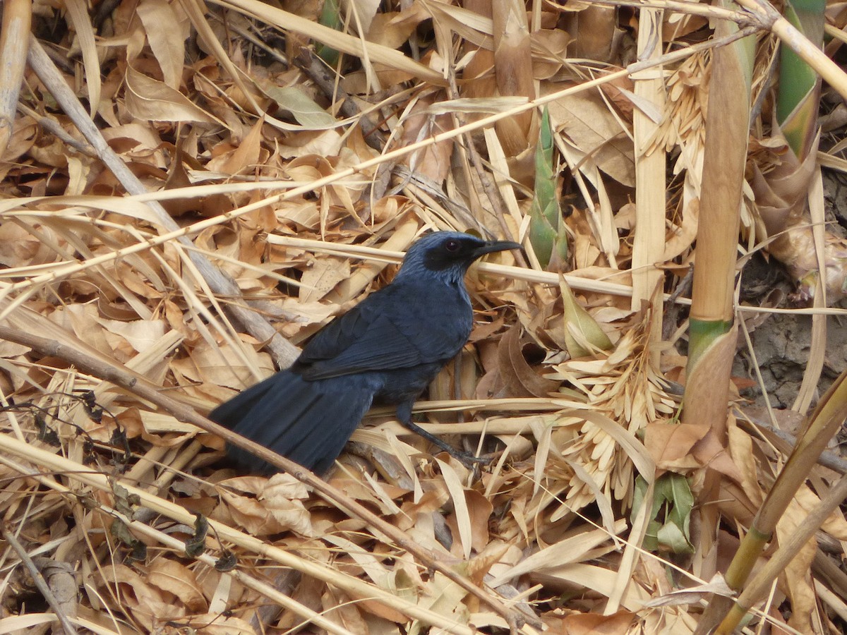 Blue Mockingbird - ML620593853