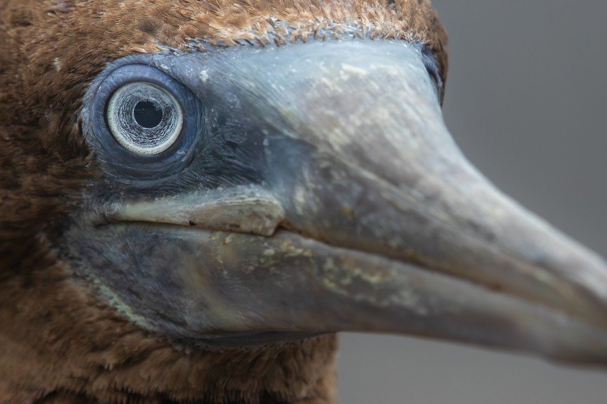 Brown Booby (Forster's) - ML620593860