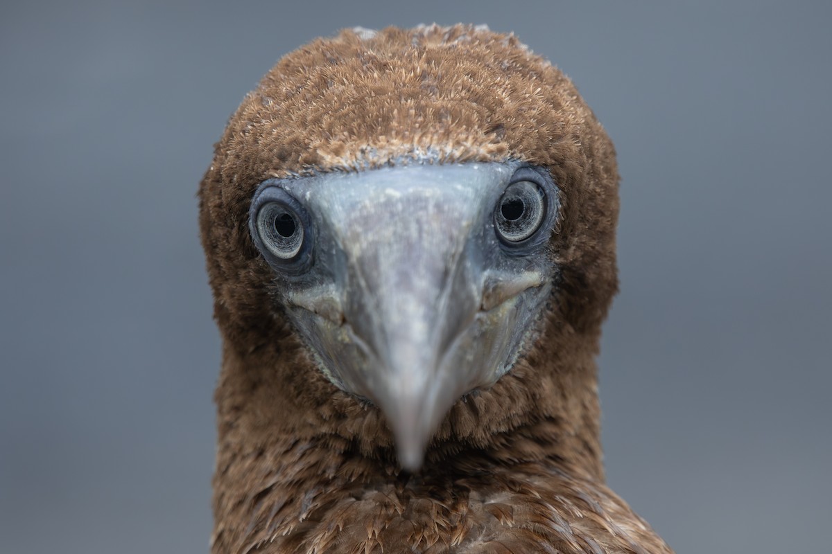 Brown Booby - ML620593861