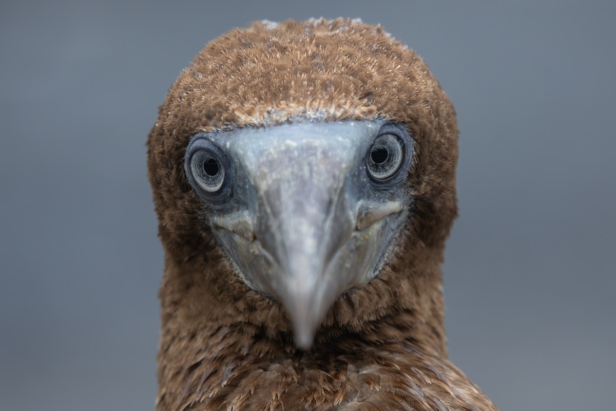 Brown Booby (Forster's) - ML620593861