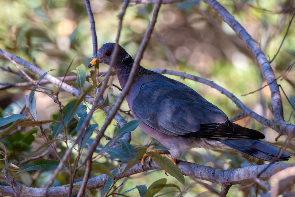 Band-tailed Pigeon - ML620593878