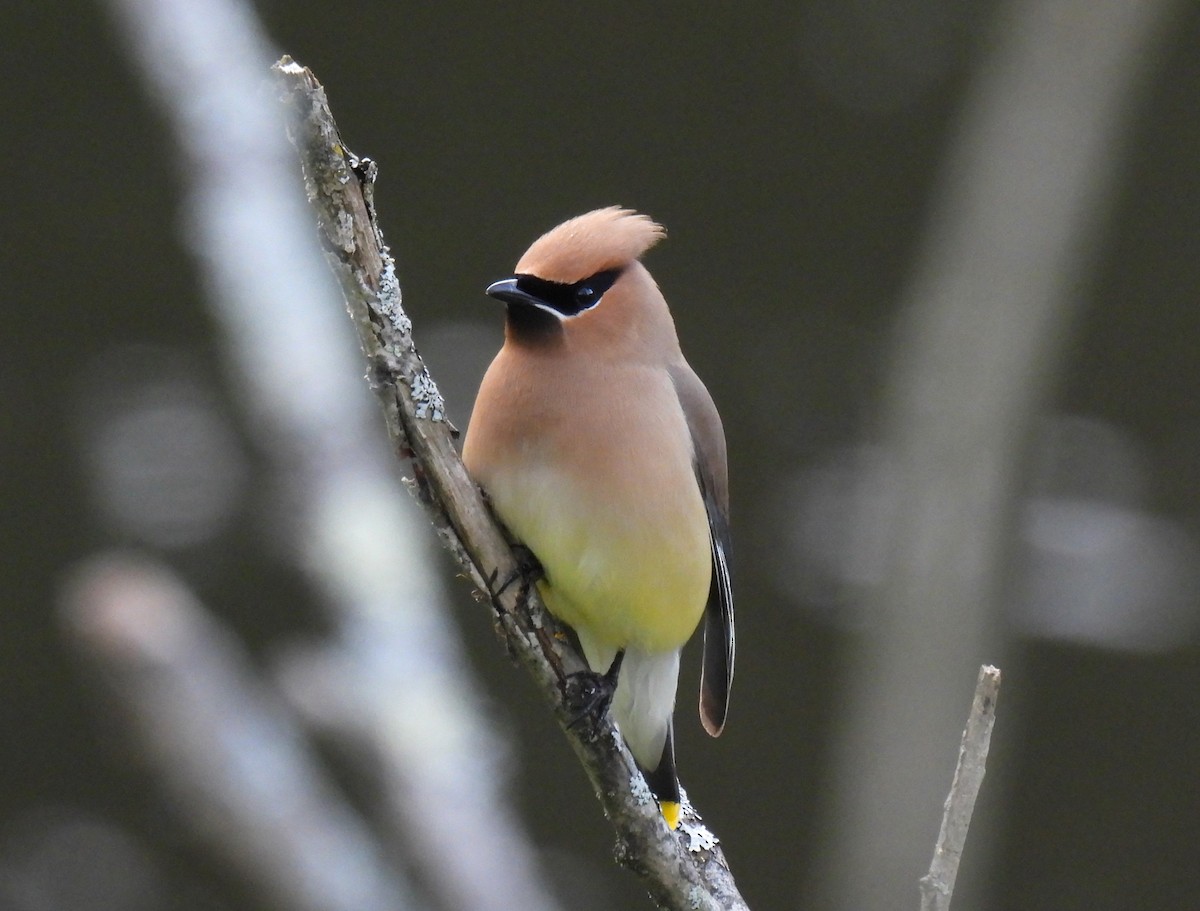 Cedar Waxwing - ML620593879