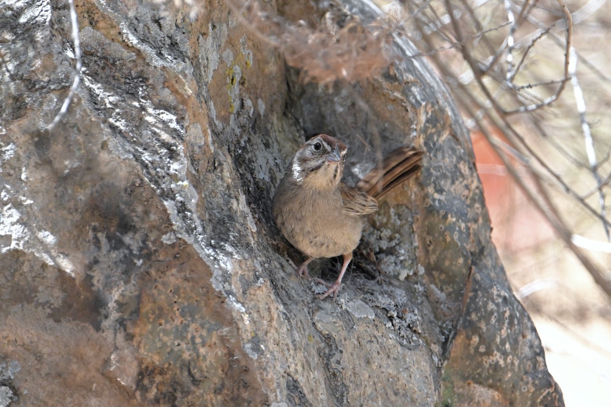 Rufous-crowned Sparrow - ML620593881