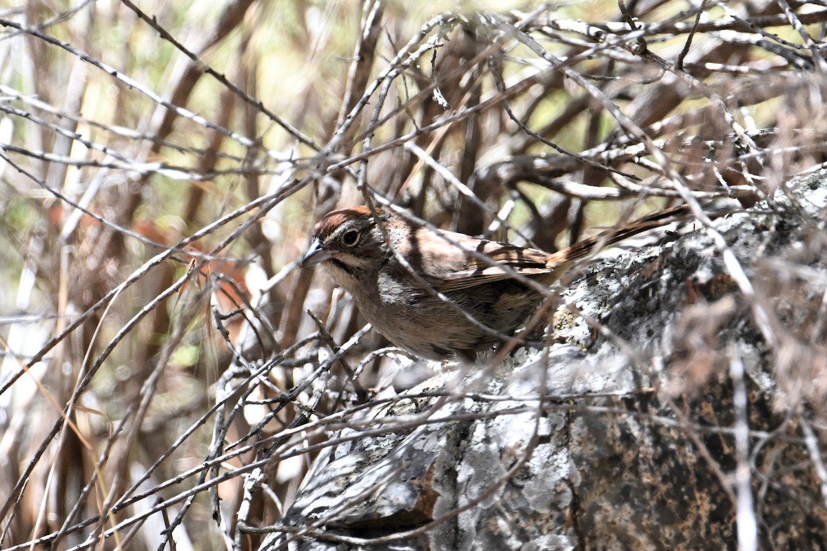 Rufous-crowned Sparrow - ML620593882