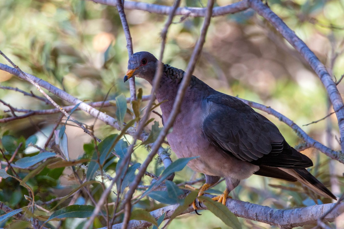 Band-tailed Pigeon - ML620593883