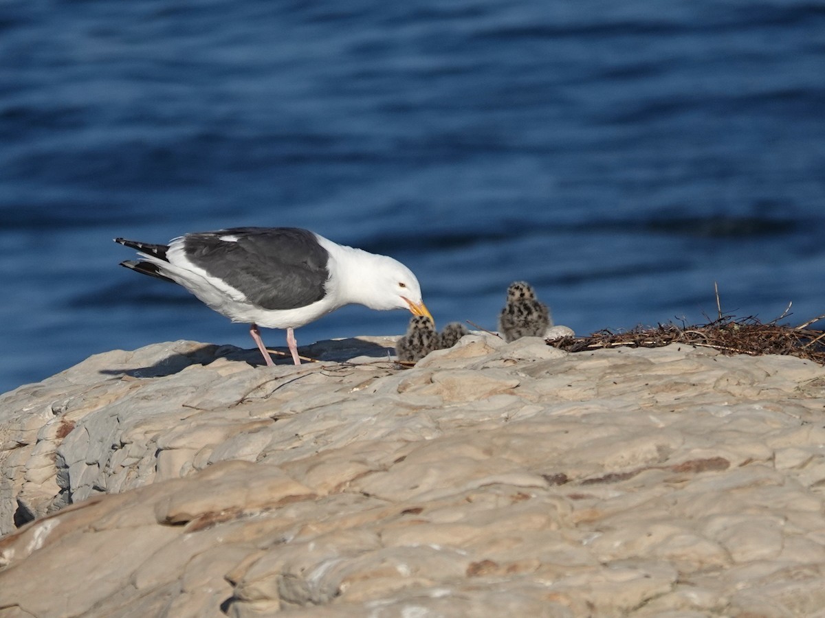 Western Gull - ML620593891