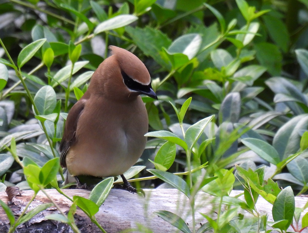 Cedar Waxwing - ML620593893