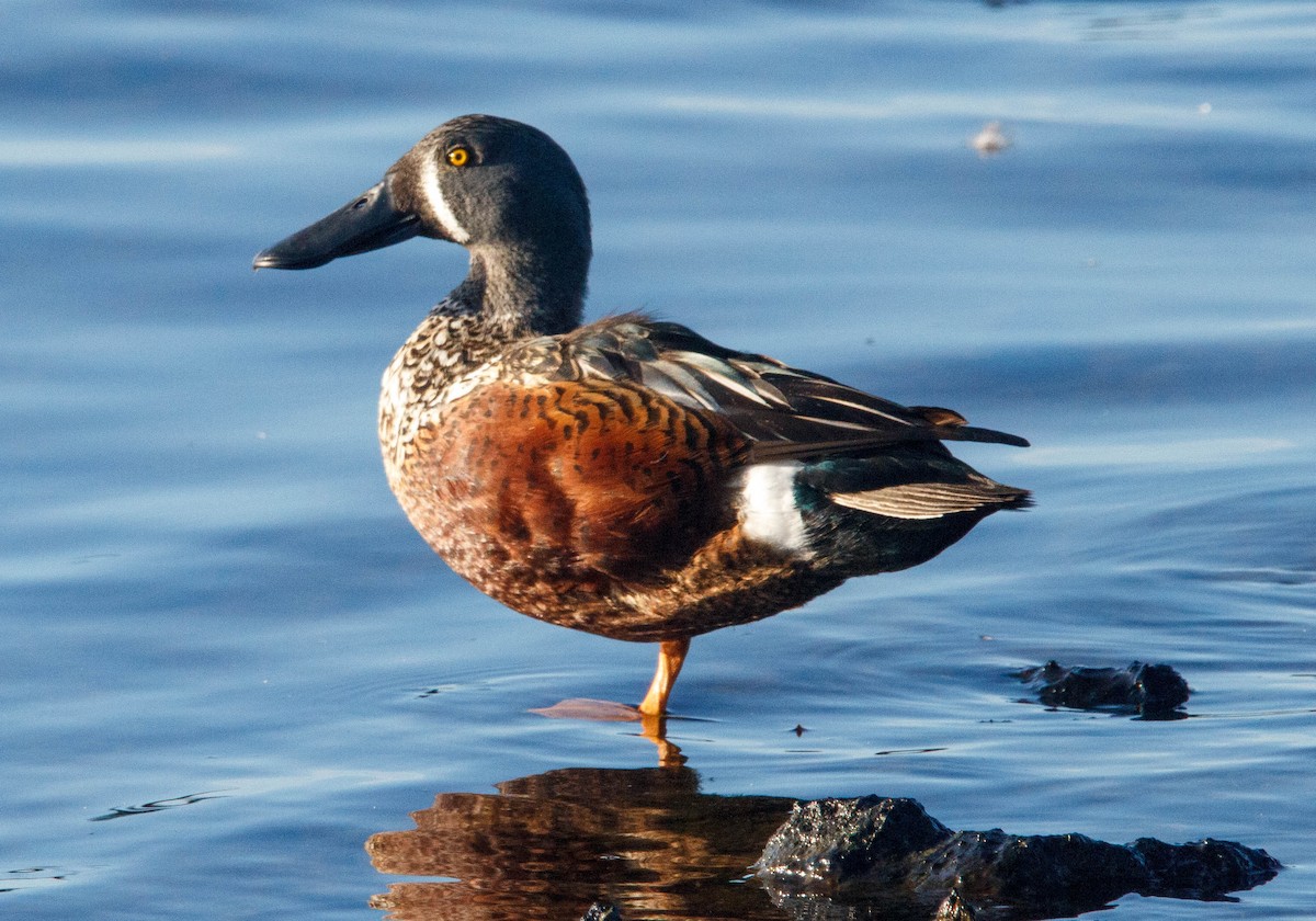 Australasian Shoveler - ML620593894