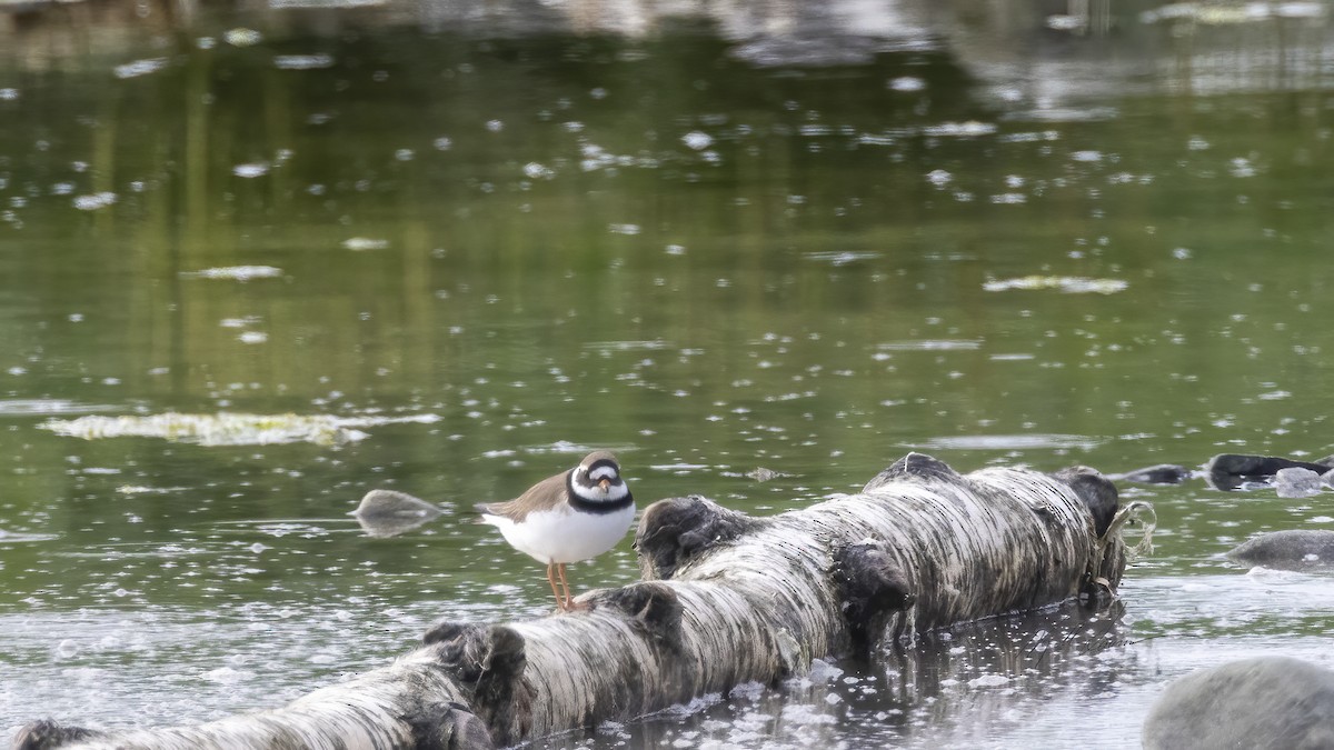 Common Ringed Plover - ML620593896