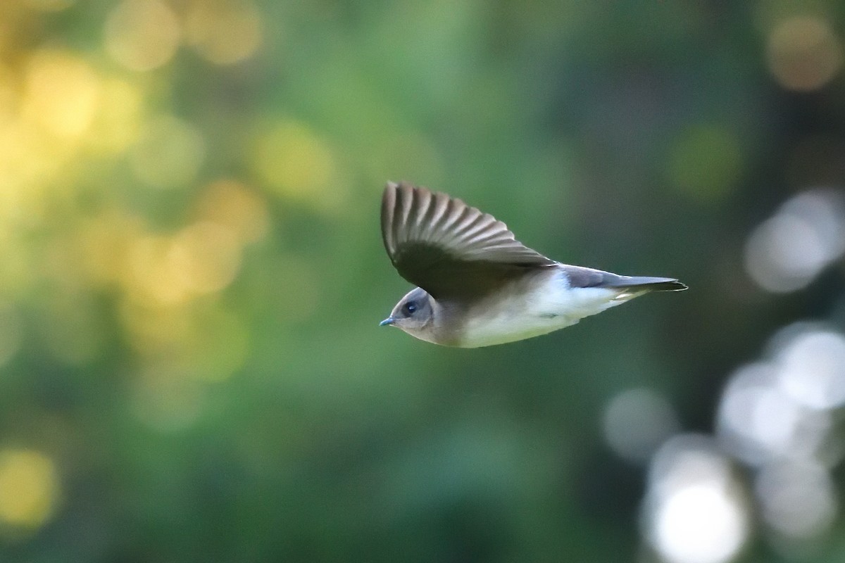 Northern Rough-winged Swallow - ML620593897