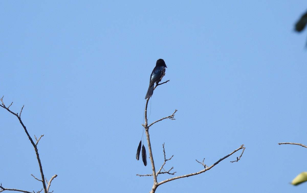 Lesser Racket-tailed Drongo - ML620593899
