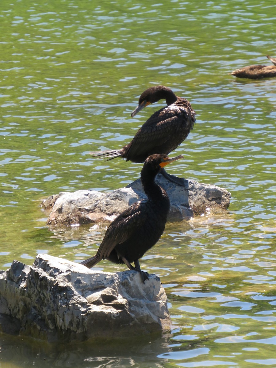 Double-crested Cormorant - ML620593901