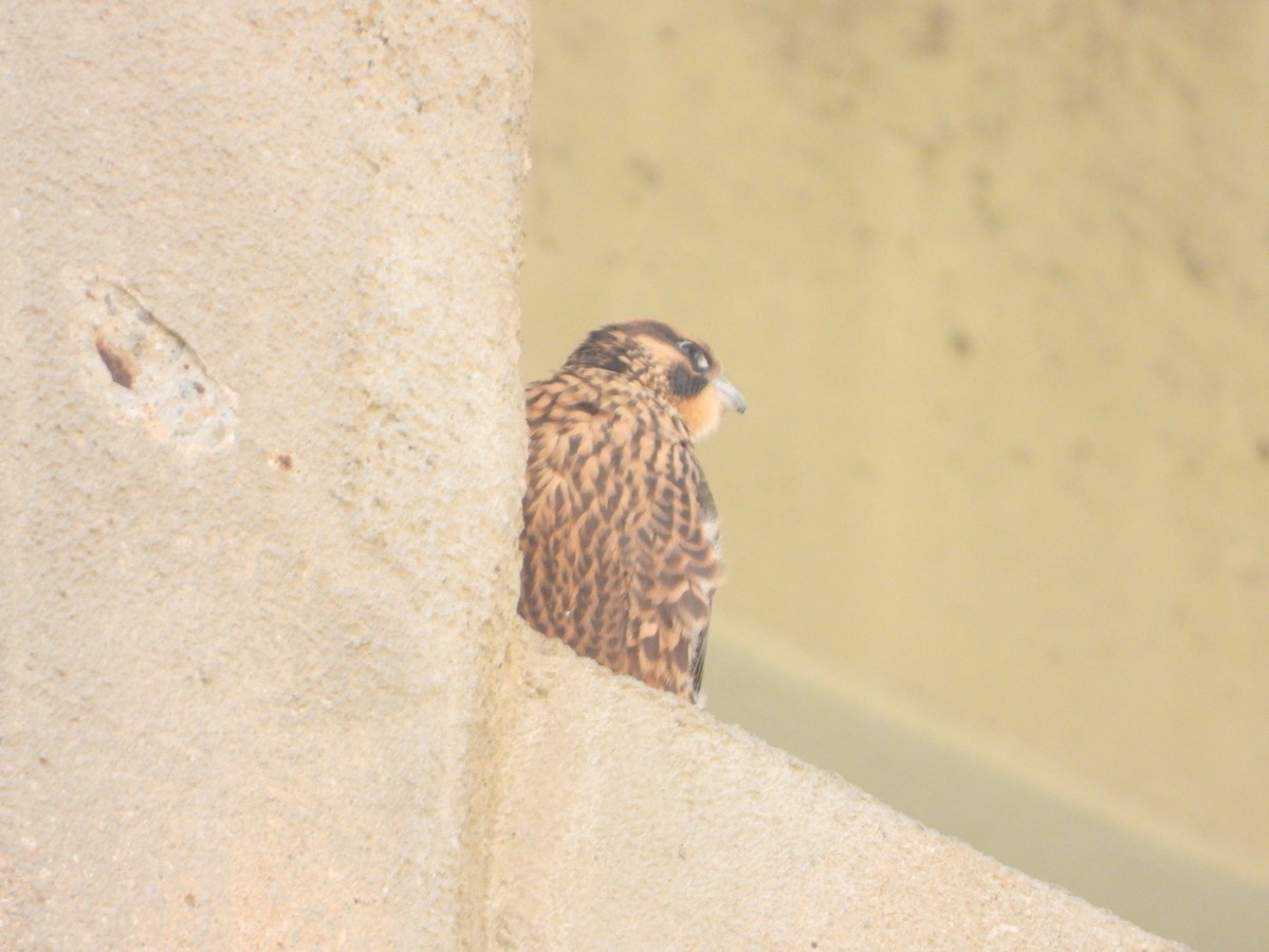 Peregrine Falcon - jeff bizjak
