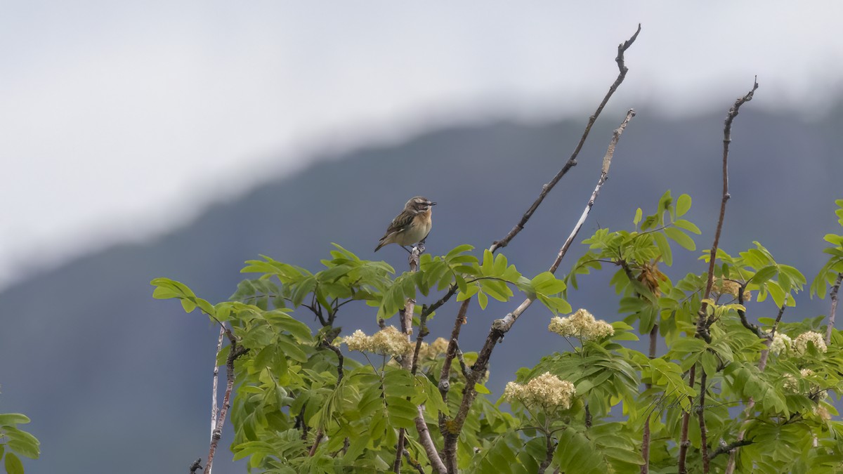 Whinchat - ML620593919