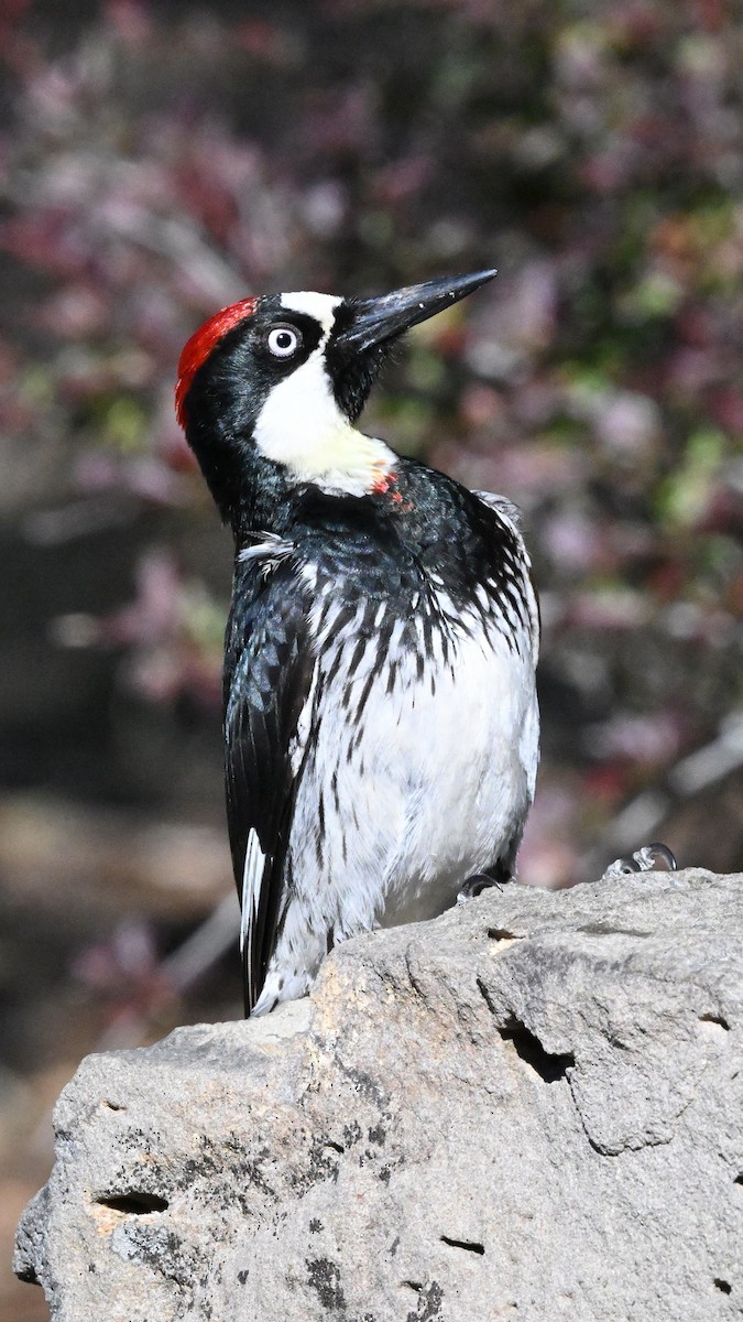 Acorn Woodpecker - ML620593930