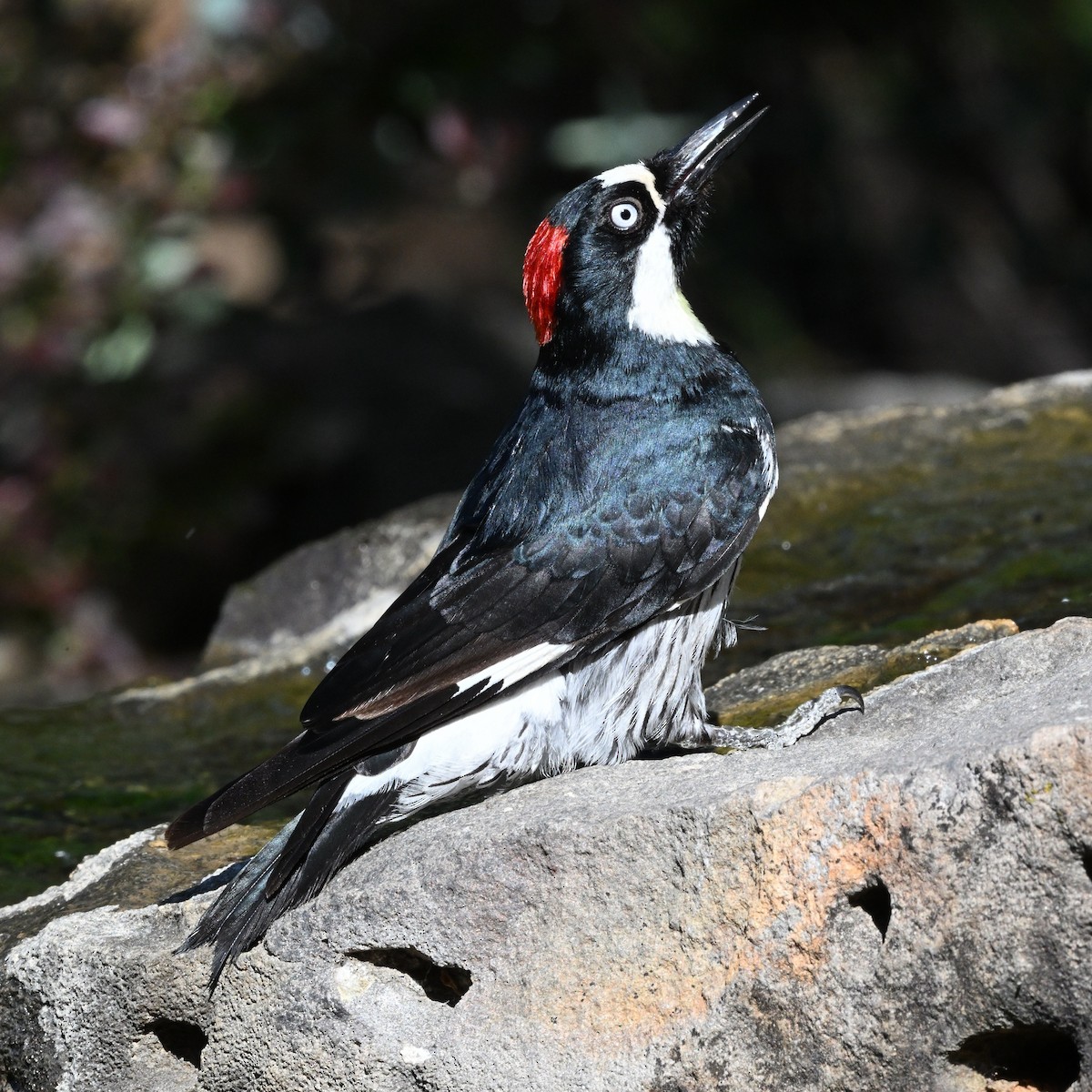 Acorn Woodpecker - ML620593931