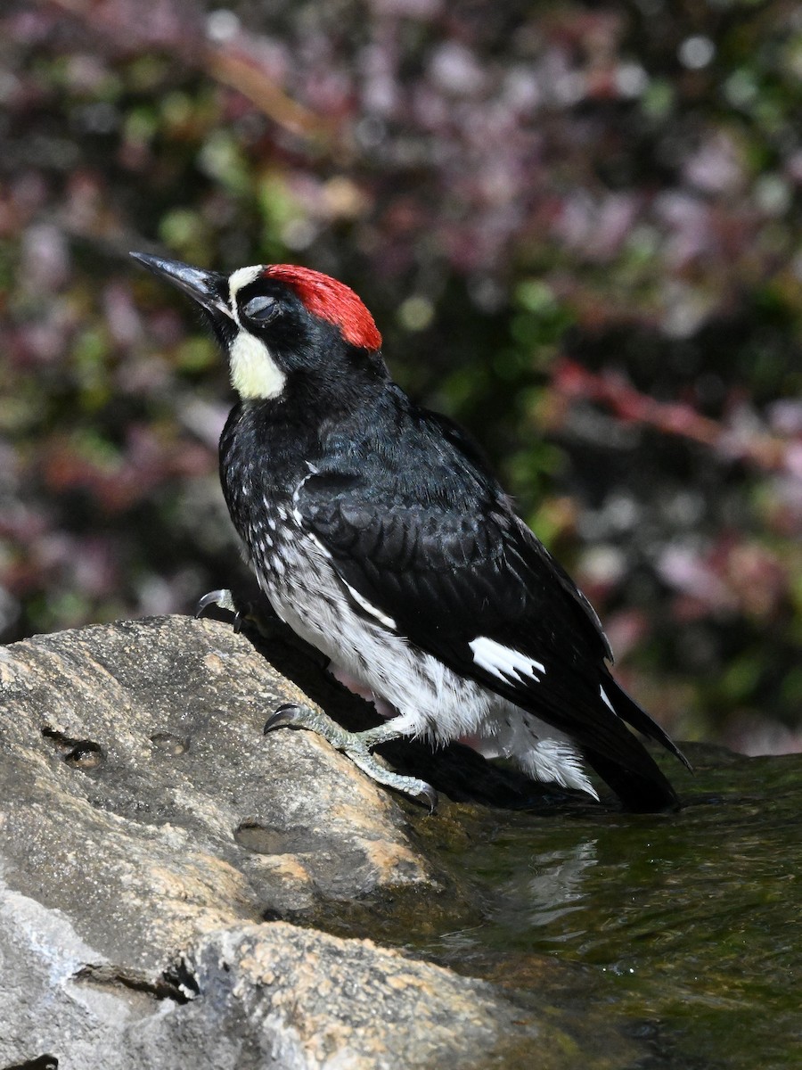 Acorn Woodpecker - ML620593939