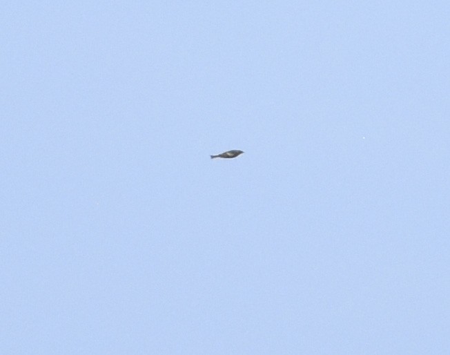 lesňáček žlutoskvrnný (ssp. auduboni) - ML620593959