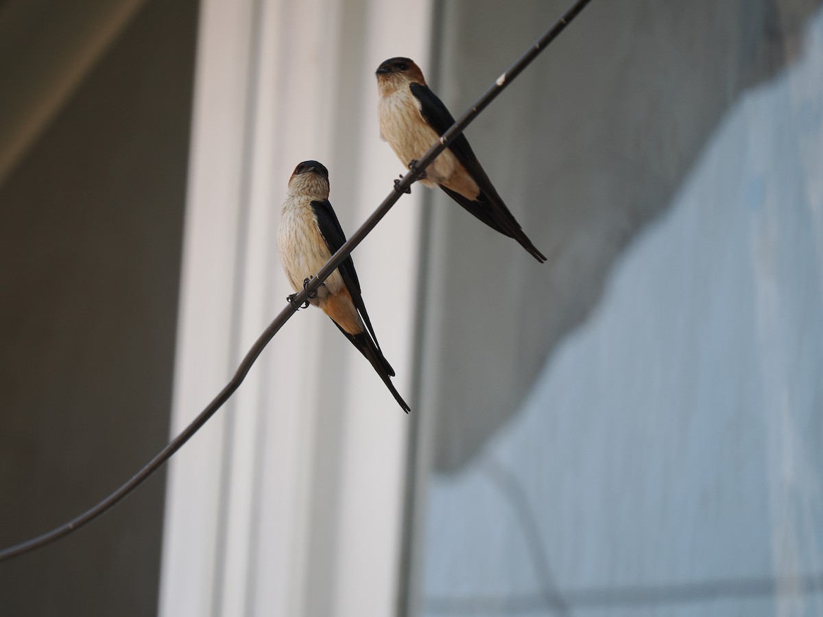 Red-rumped Swallow - ML620593968