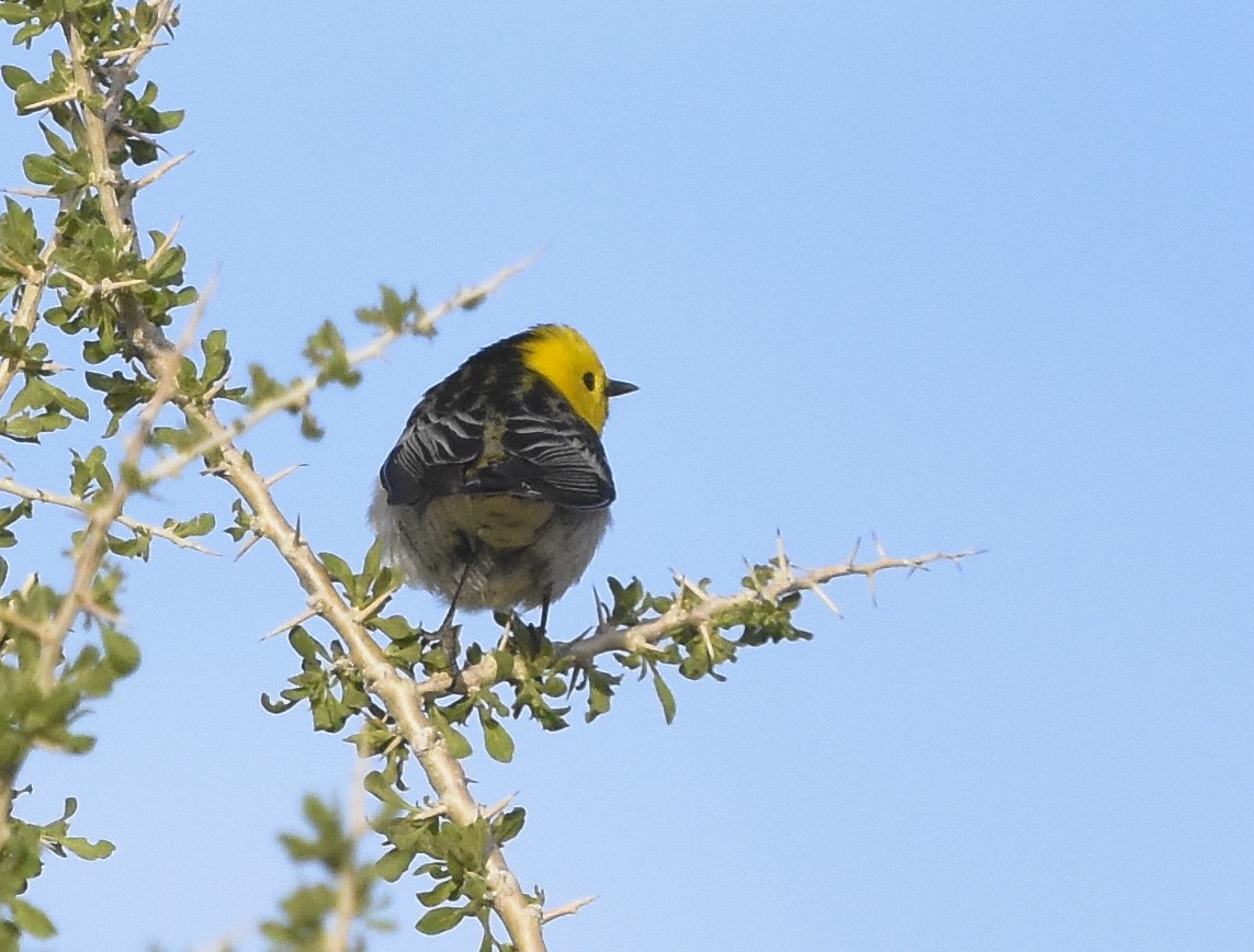 Hermit Warbler - ML620593971