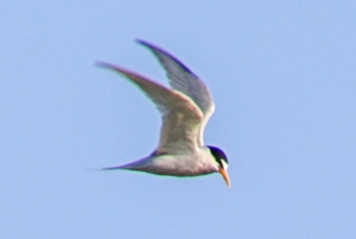 Least Tern - ML620593972