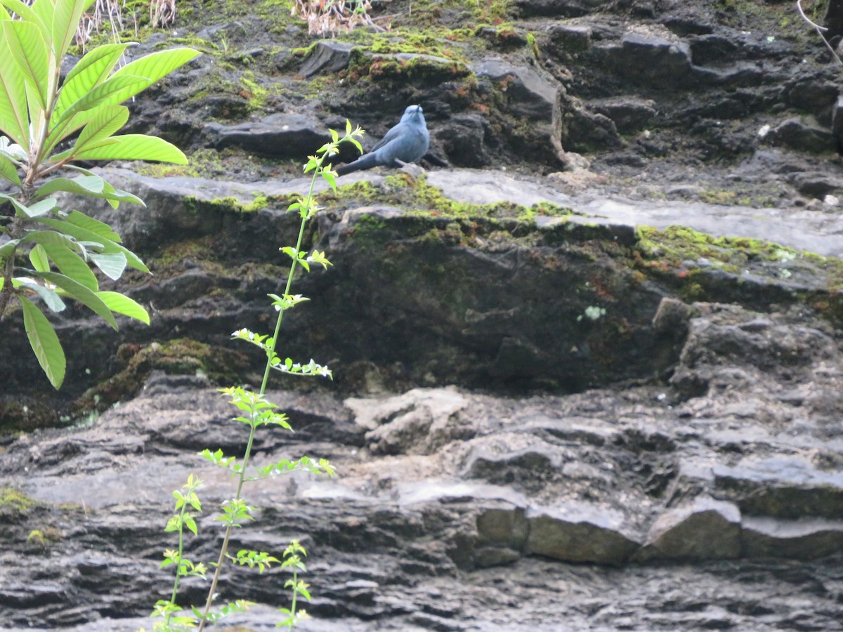 Blue Rock-Thrush - ML620593978