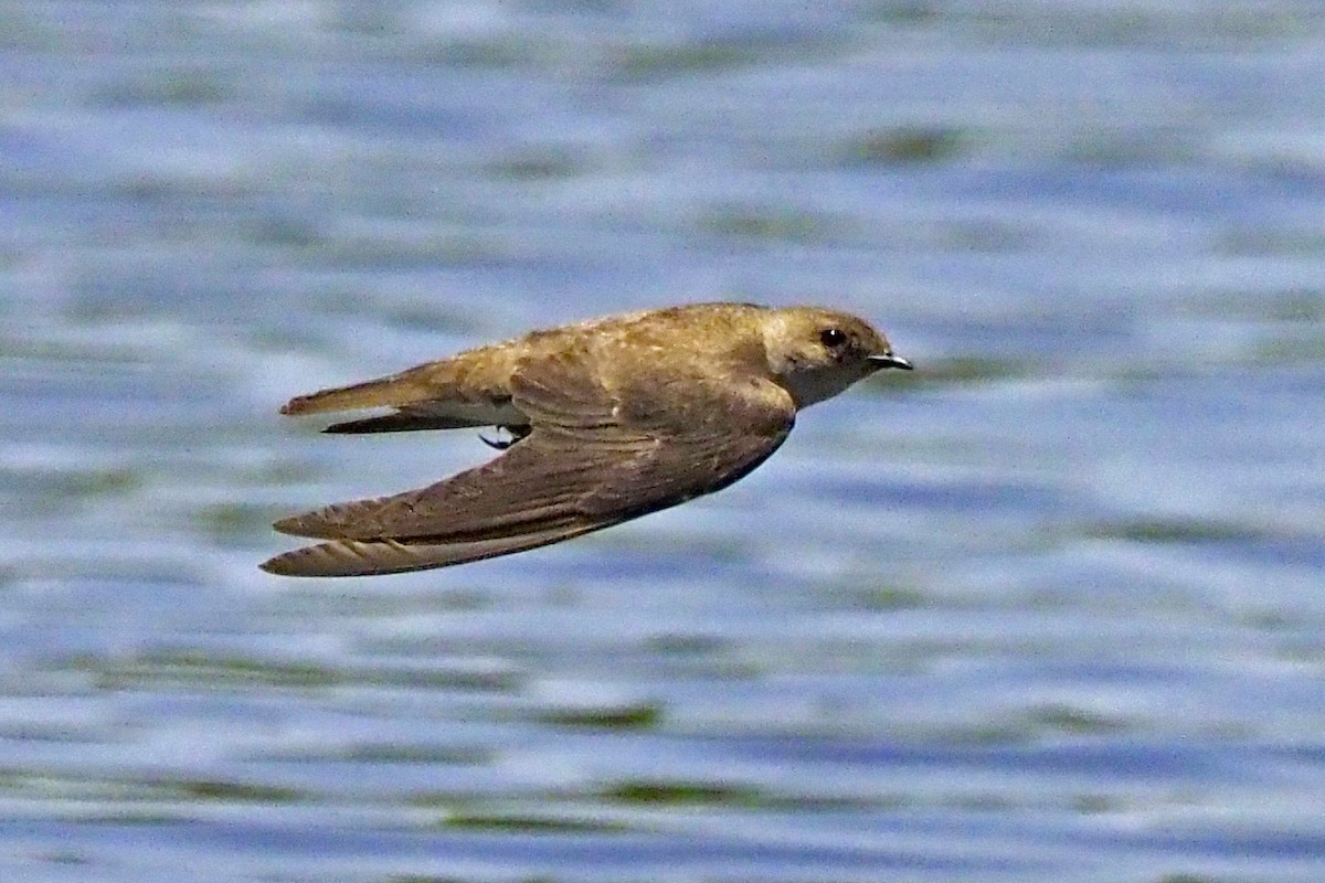 Northern Rough-winged Swallow - ML620593995