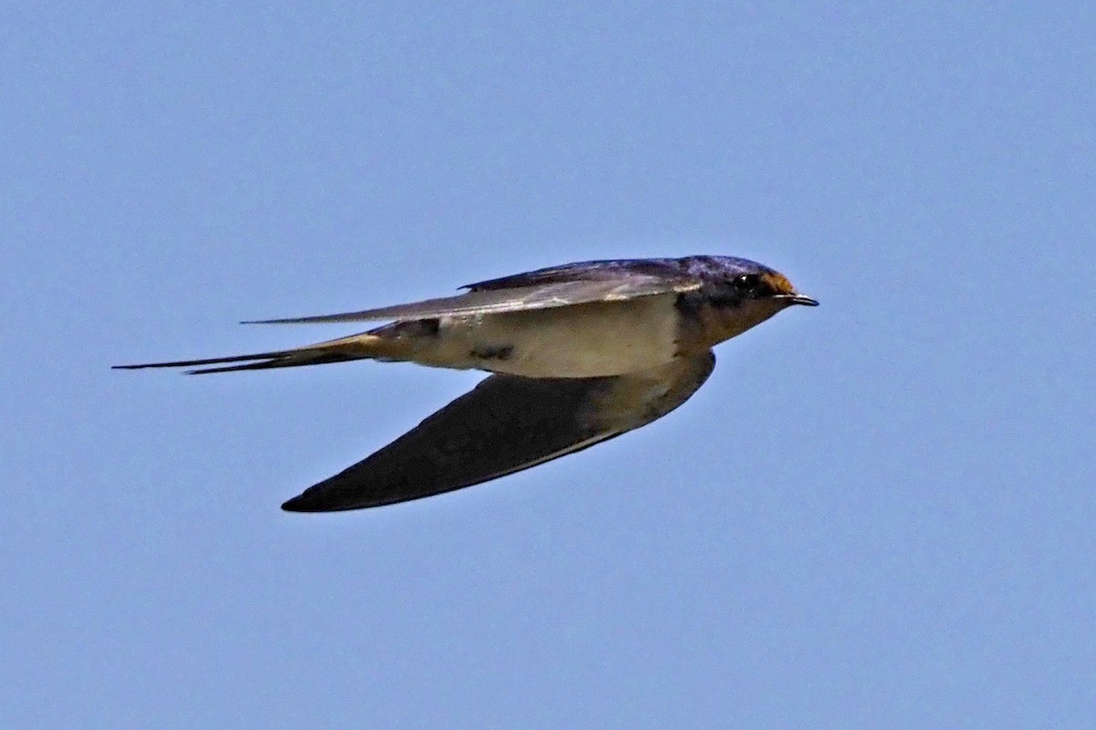 Barn Swallow - ML620593996