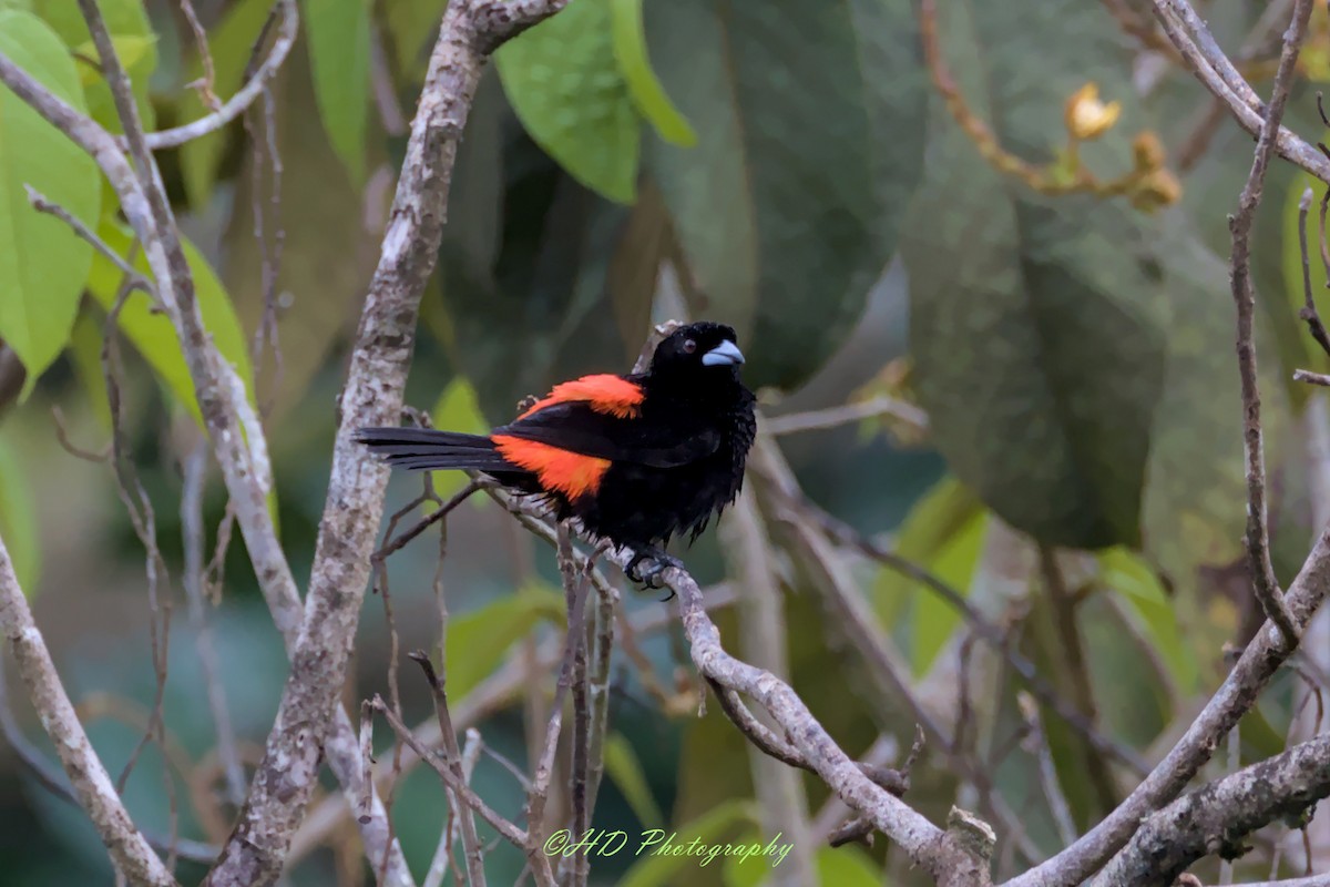 Scarlet-rumped Tanager - ML620594007