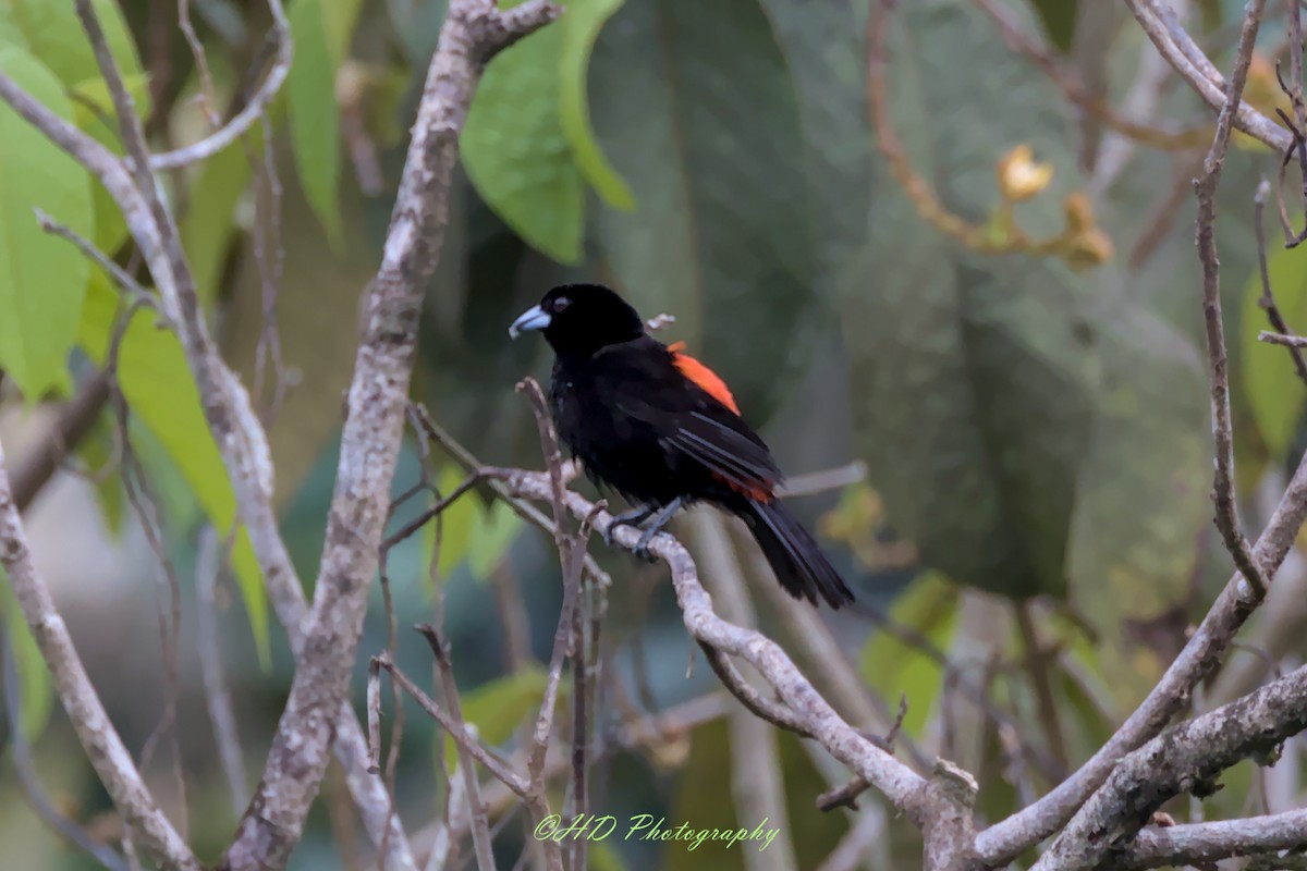 Scarlet-rumped Tanager - ML620594008
