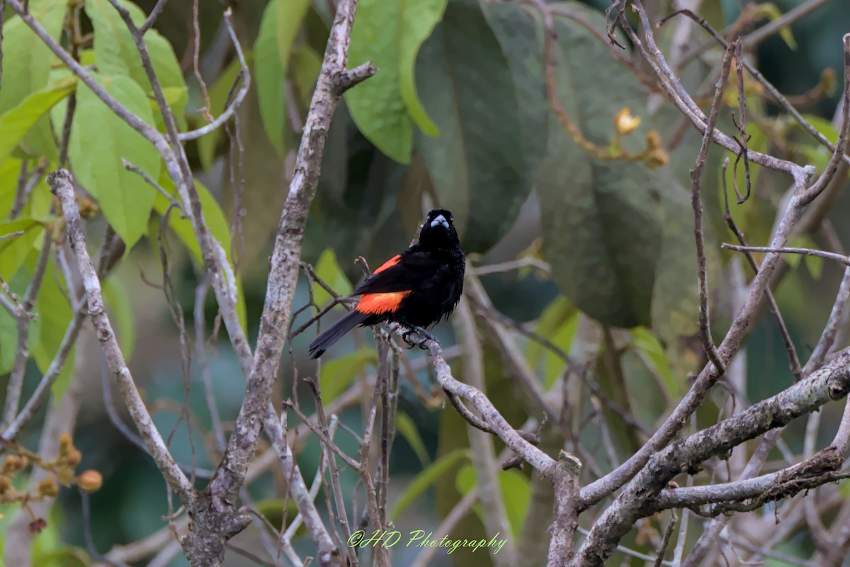 Scarlet-rumped Tanager - ML620594009