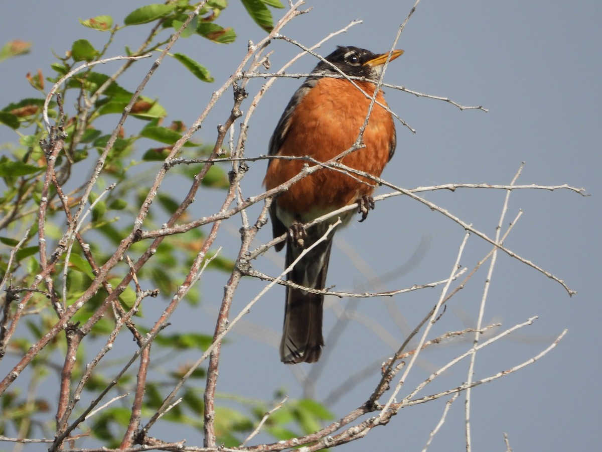 Wanderdrossel - ML620594014