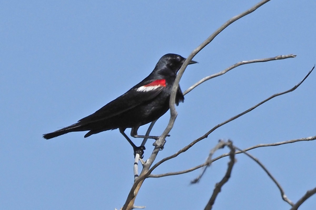 Tricolored Blackbird - ML620594025