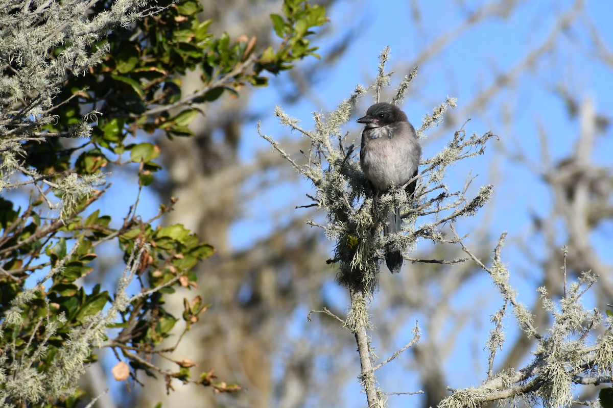 California Scrub-Jay - ML620594026