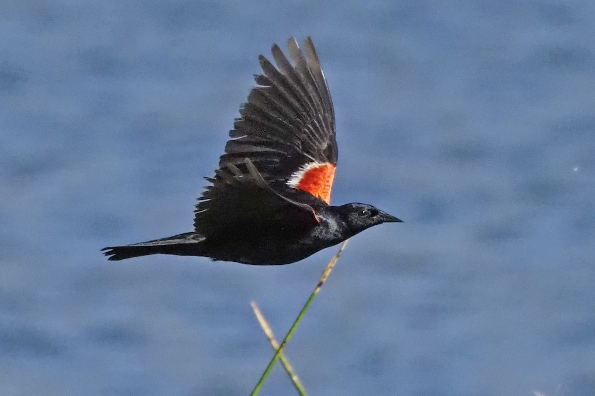 Tricolored Blackbird - ML620594028