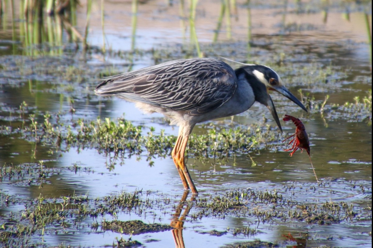 Yellow-crowned Night Heron - ML620594034