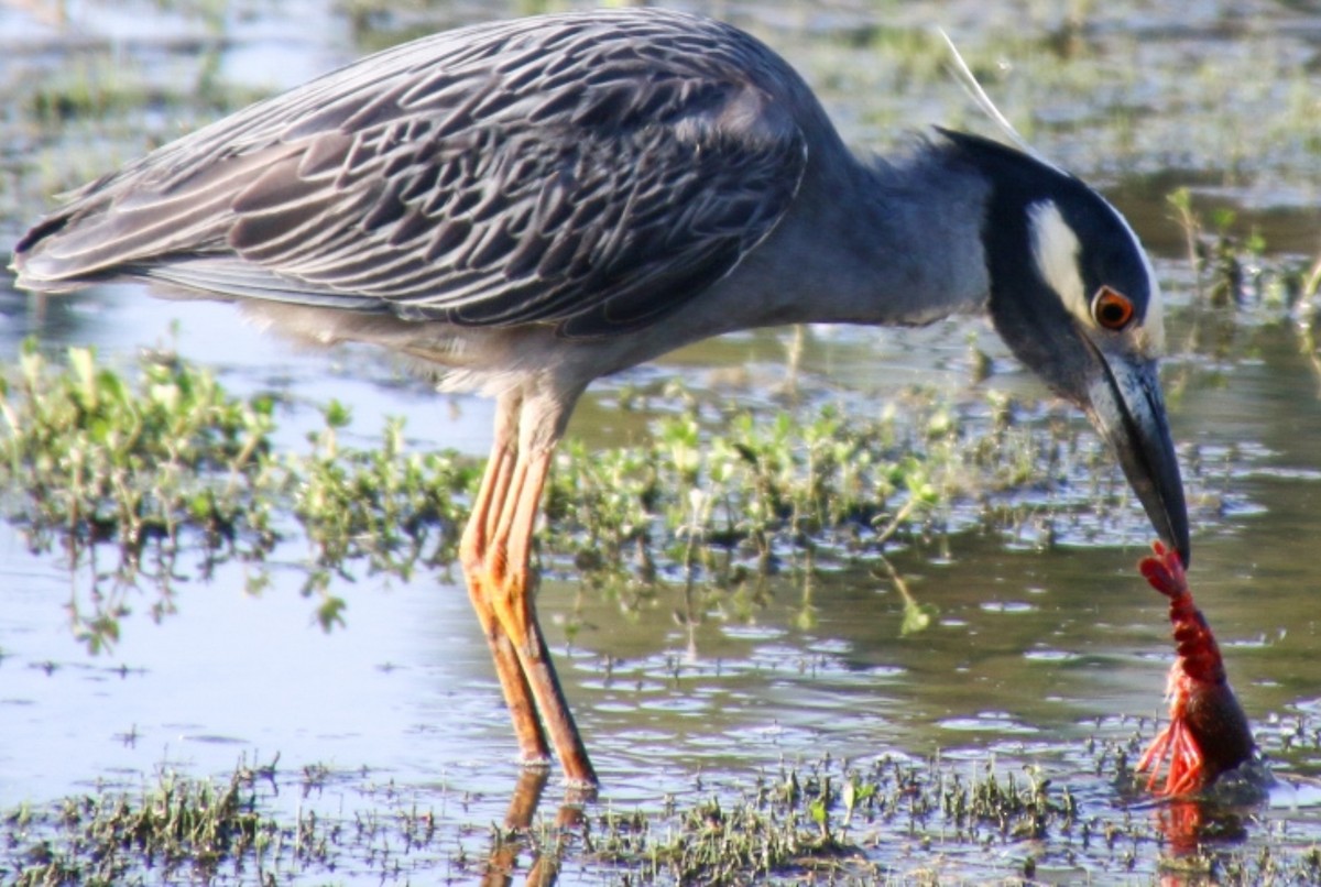 Yellow-crowned Night Heron - ML620594035