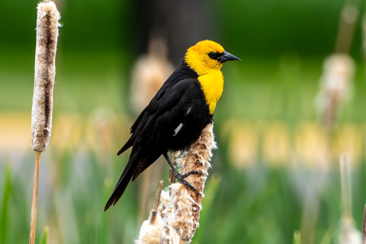 Yellow-headed Blackbird - ML620594037