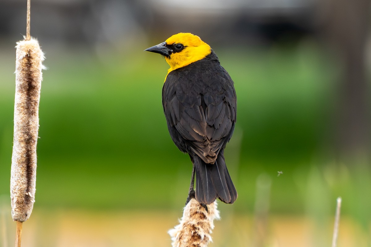 Yellow-headed Blackbird - ML620594038