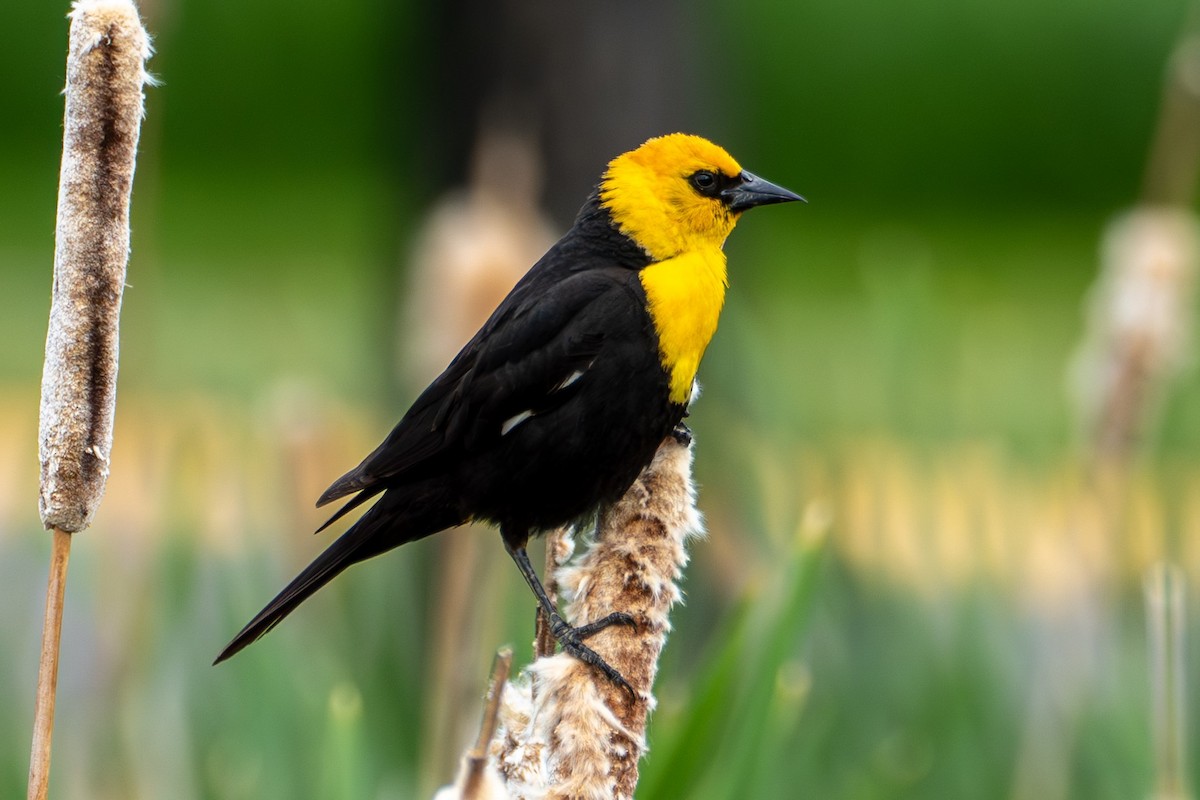 Yellow-headed Blackbird - ML620594039