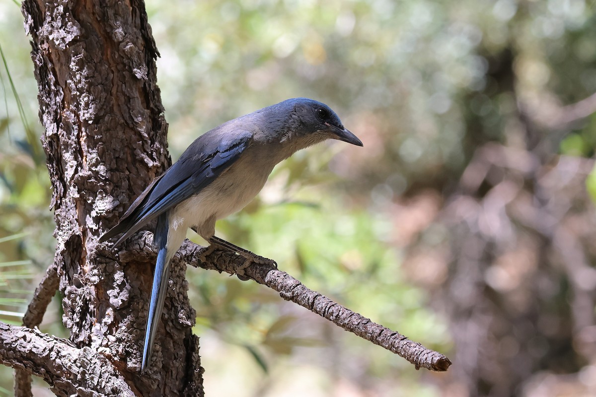 Mexican Jay - ML620594040