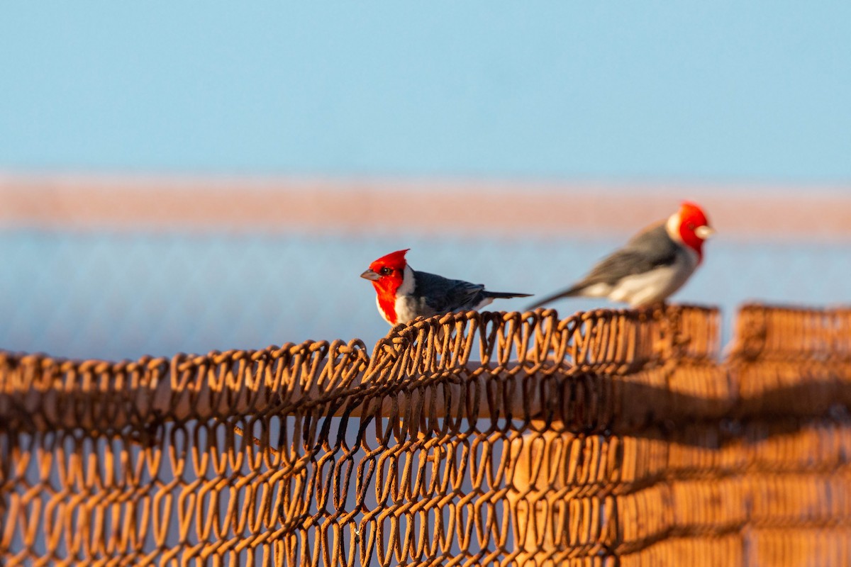 Red-crested Cardinal - ML620594044
