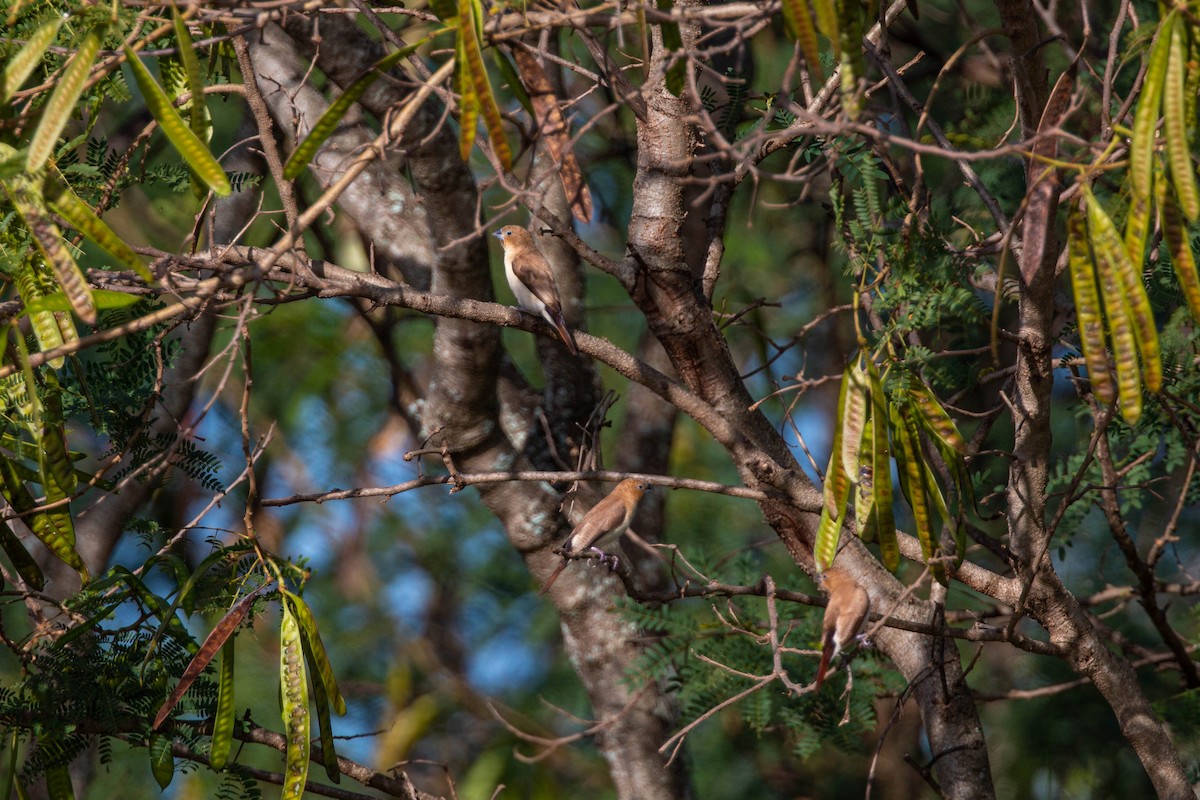 African Silverbill - ML620594071