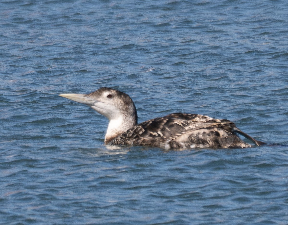 Yellow-billed Loon - ML620594086