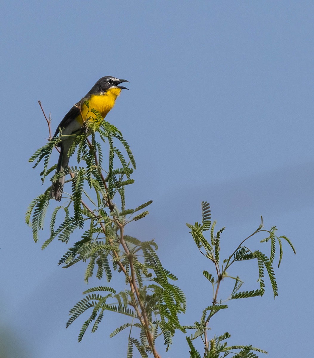 Yellow-breasted Chat - ML620594103