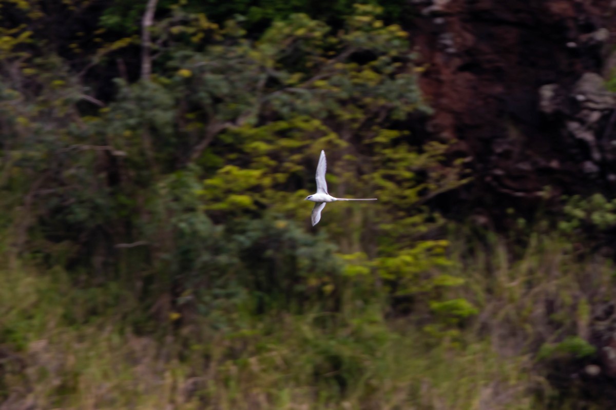 White-tailed Tropicbird - ML620594115