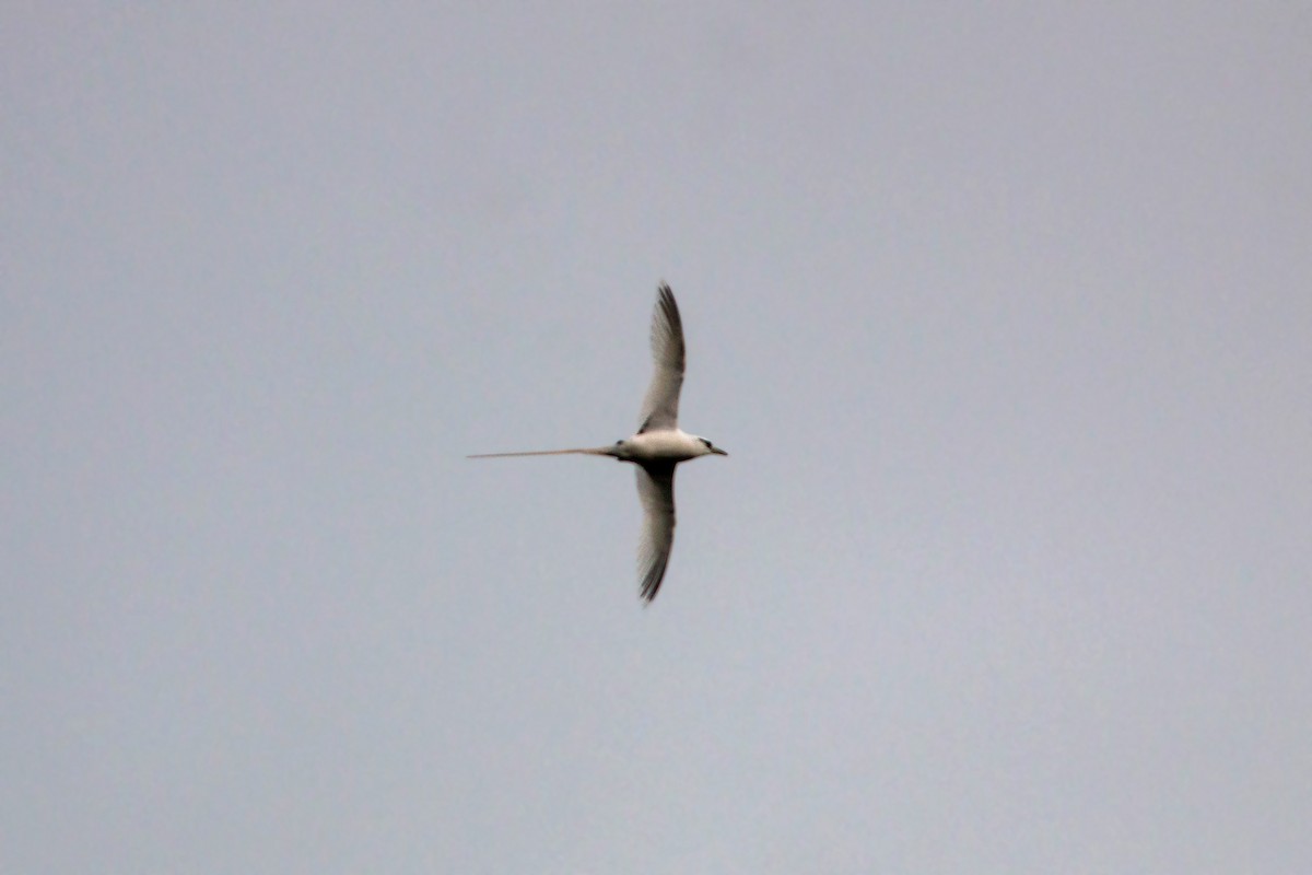 White-tailed Tropicbird - ML620594116